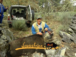 Navasfrias - GRAN JABALÍ ABATIDO EN NAVASFRIAS