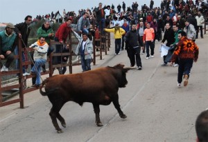 Navasfrias - Carnaval del toro de Ciudad Rodrigo se presenta con tres toros menos en los encierros