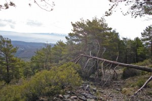 Navasfrias - Los pinos cojos y la industria de la madera amenazada en el suroeste de la provincia