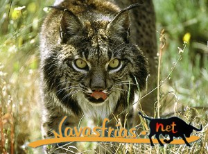 Navasfrias - Caceres: Nacen tres cachorros de lince ibérico en el centro de Cría de Cautividad de Zarza de Granadilla