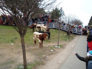 Navasfrias - Encierro y fotos carnaval del toro 2013