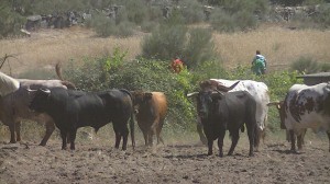 Navasfrias - Encierro y Fiestas Lageosa Da Raia 2014.