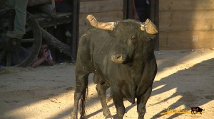 Navasfrias - Grave cogida del toro aguardiente Fuenteguinaldo