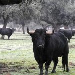 Eleccion del toro del Antruejo, el mas votado en la red fue el de Virgen María