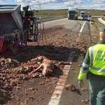 Caminhão com vísceras de porco e de animais mortos no auge de Ciudad Rodrigo