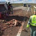 Camion-benne avec les abats de porc et les animaux morts à la hauteur de Ciudad Rodrigo