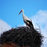 Navasfrías e toda a adoração maganos San Blas e empatou o colar abençoado para a chegada da cegonha