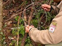 Navasfrias - La Sociedad Zoológica ha denunciado el hallazgo de dos nuevos lazos de caza furtiva en la comarca cacereña de la Sierra de Gata