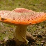 Mushroom season starts in Rebollar 