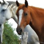 II-ENCUENTRO DE CABALLISTAS  EN NAVASFRIAS