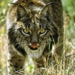 IBERIAN LYNX PROTECTION, IN REBOLLAR