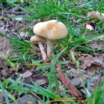 MYCOLOGICAL DAY IN FOIOS 