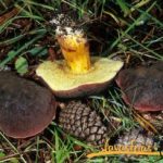Navasfrías Mushrooms: Boletus where to find, characteristics and other tips