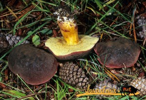 boletus navasfrías