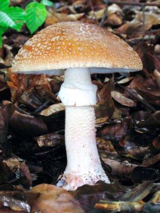 boletus-amanita-rubescens