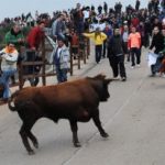 Carnaval del toro de Ciudad Rodrigo se presenta con tres toros menos en los encierros 