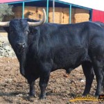 Carnival of Ciudad Rodrigo, Entrudo chosen bull 2012 for Carnival del Toro