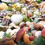 Grow the boletus and chanterelles? or longer will this fall?