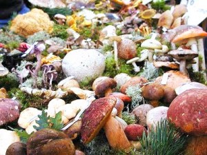 niscalos-Lactarius-deliciosus niscalos-Lactarius-deliciosus