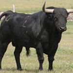 Ciudad Rodrigo defined dates and farms for bullfighting bolsin 2012