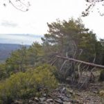 The lame pine timber industry threatened in the southwest of the province