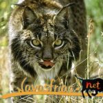 Caceres: Three cubs born in the Iberian lynx breeding center Zarza de Granadilla Captivity