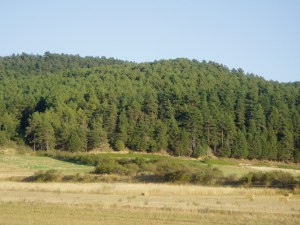 Pinos en peligro por el Nematodo