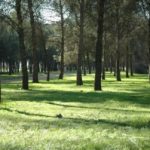 A preocupação constante para a Área Navasfrias o nematodo.En