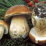 Comienza la temporada de Boletus en Navasfrias