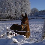 Alerta por frio