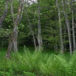 Genestosa felling oaks Navasfrias