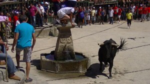 Toro de la prueba Alfaiates ( Portugal )