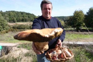 Ils commencent Boletus