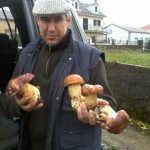 Navasfrías collected from large boletus