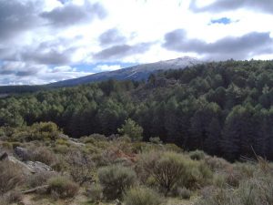 Picoto desde Los Llanos