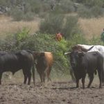 Encierro y Fiestas Lageosa Da Raia 2014. 