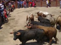 Navasfrias - Embolado de toro Aldeia do Bispo