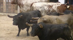 Bulls après-midi Forcalhos de Capea  2014