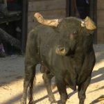 Grave cogida del toro aguardiente Fuenteguinaldo