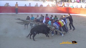 Aguantando al Toiro...