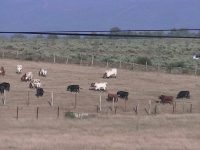 Navasfrias - Fuenteguinaldo Desenjaule toros 2015