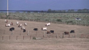 Toros fiestas fuenteguinaldo Desenbarque de los toros fiestas de agosto