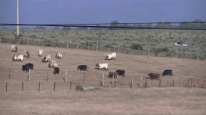 Desenbarque de los toros fiestas de agosto