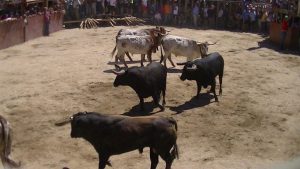 Toros encierro Lageosa 2015