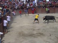 Navasfrias - Aldeia do Bispo 2015 cogida toro da proba