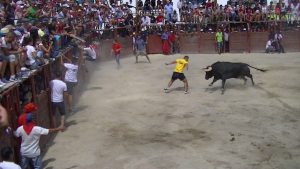 Toro prueba y cogida