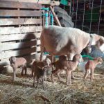 Navasfrias pelibuey sheep gives birth to 6 corderitos