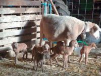 Navasfrias - Oveja pelibuey en navasfrías da a luz a 6 corderitos