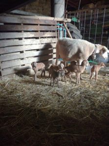 sheep pare 6 lambs naturally