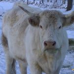 Navasfrias, Feliz día de San Antón, patrón de los animales